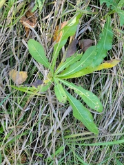 Sonchus arvensis