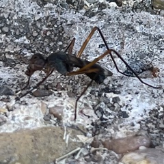 Taeniaptera trivittata