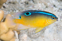 Chrysiptera unimaculata