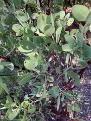 Arctostaphylos