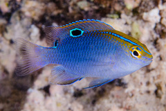 Chrysiptera unimaculata