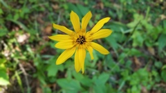 Helianthus atrorubens