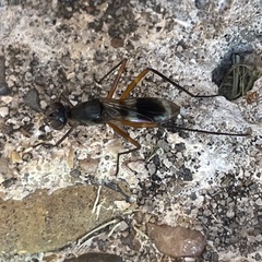 Taeniaptera trivittata