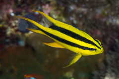 Neoglyphidodon nigroris