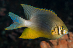 Neoglyphidodon nigroris