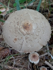 Chlorophyllum olivieri