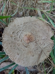 Chlorophyllum olivieri