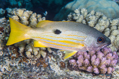 Lutjanus fulviflamma