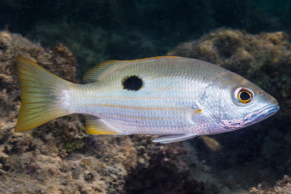 Blackspot Snapper