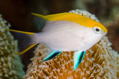 Neoglyphidodon melas