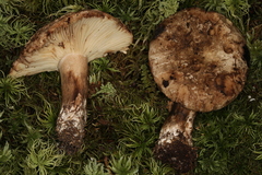 Russula dissimulans