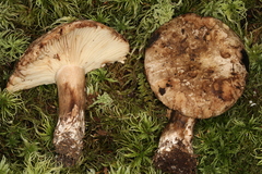 Russula dissimulans