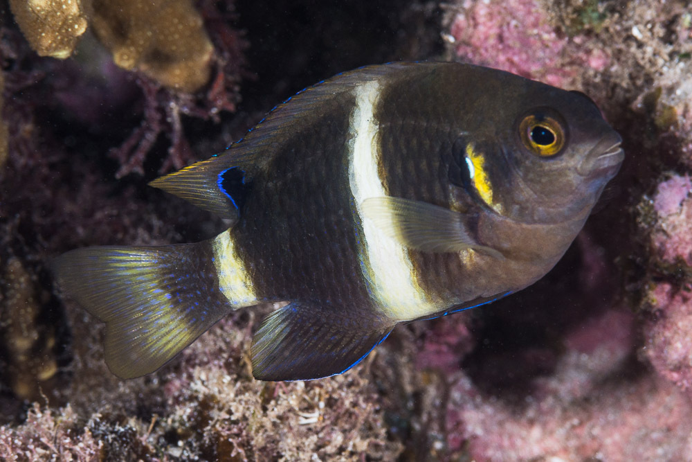 Surge Damselfish