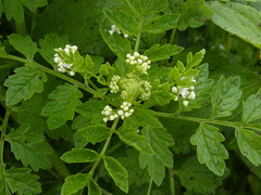 Valeriana chaerophylloides
