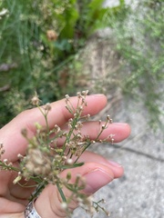 Erigeron canadensis