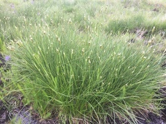 Juncus squarrosus