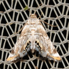 Eoparargyractis irroratalis