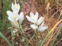 Ornithogalum concinnum