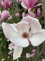 Magnolia liliiflora