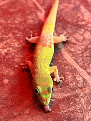 Phelsuma laticauda laticauda