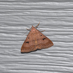 Bleptina caradrinalis