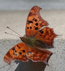 Polygonia interrogationis