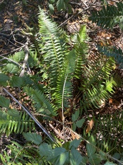 Polystichum munitum