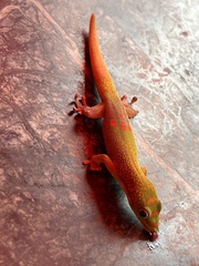 Phelsuma laticauda laticauda