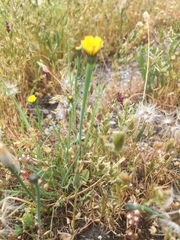 Arnoseris minima