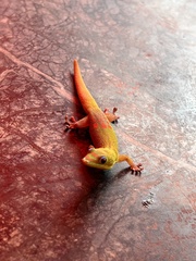 Phelsuma laticauda laticauda