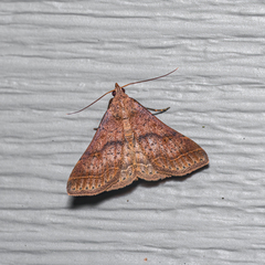 Bleptina caradrinalis