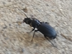 Carabidae