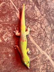 Phelsuma laticauda laticauda