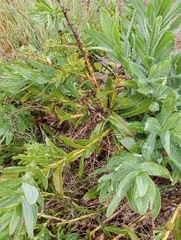 Senecio halimifolius