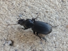 Carabidae