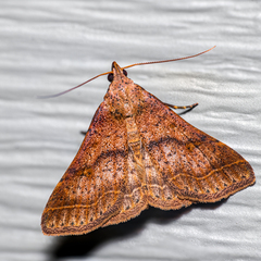 Bleptina caradrinalis