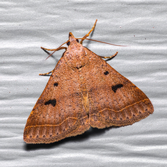 Bleptina caradrinalis