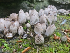Coprinopsis