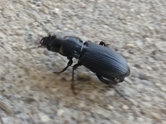 Carabidae