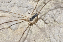 Leiobunum religiosum