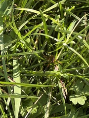 Opheltes glaucopterus