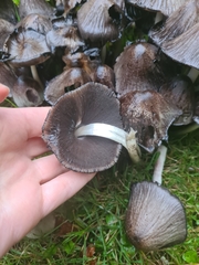 Coprinopsis
