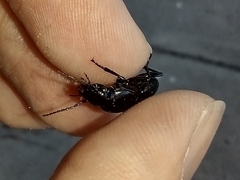 Carabidae