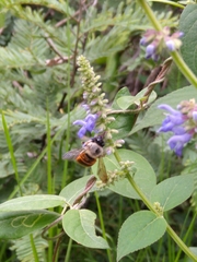 Xylocopa tabaniformis azteca