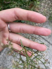 Erigeron canadensis