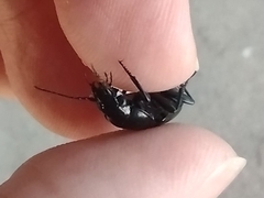 Carabidae