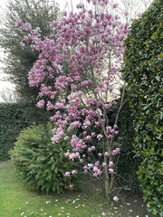 Magnolia liliiflora