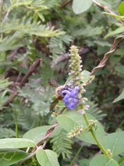 Xylocopa tabaniformis azteca