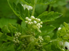 Valeriana chaerophylloides