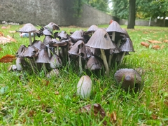 Coprinopsis